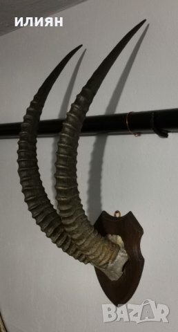 Уникален трофей  рога   антилопа Сейбъл. , снимка 15 - Други - 40656100