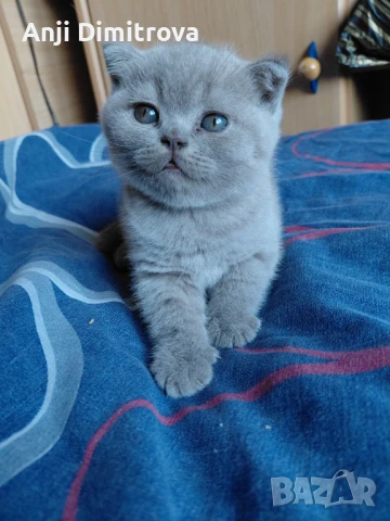 Британска късокосместа., снимка 1