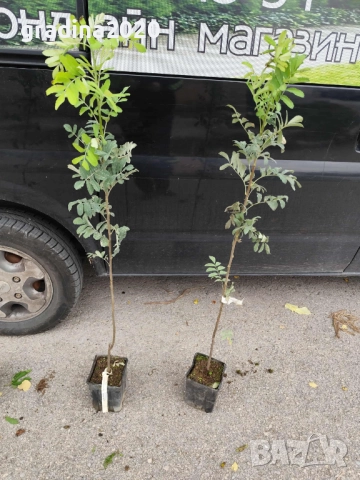 Скоруша - Sorbus domestica, снимка 3 - Разсади - 52108994