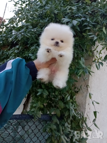 Бял Померан. Мини момченце., снимка 3 - Померан - 52848139