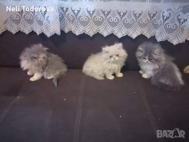 4 персийски котенца, снимка 2 - Персийска - 34677861