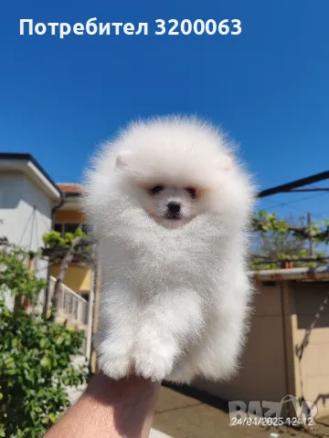 Померан мъжки , снимка 1