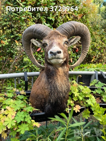 Трофеи от муфлони, снимка 7 - Други - 50464152