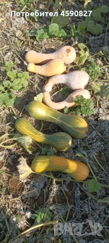 Тикви цигулки за животни