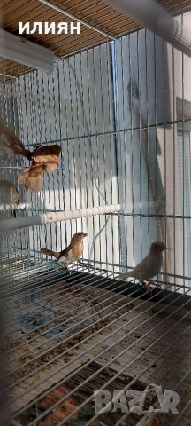 Японски амадини, снимка 3 - Амадини - 53653302