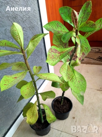 Африкански млечен храст Еуфорбия рубра , снимка 6 - Стайни растения - 52509054