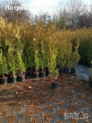 туя фастигията 1 метър цена 5лева 