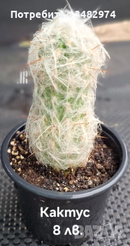 Предлагам стайни растения, снимка 7 - Стайни растения - 52260638