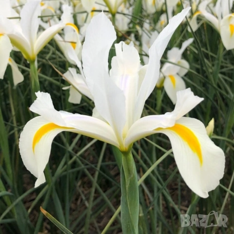 Ирис White van Vliet , снимка 3 - Градински цветя и растения - 51754895
