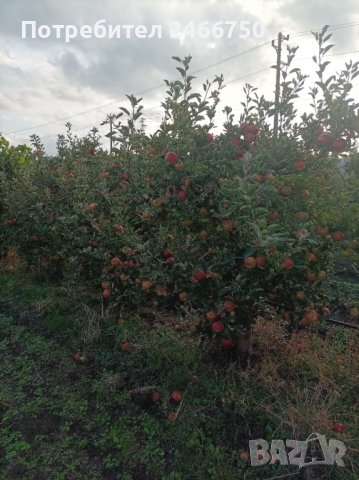 Продавам ябълкова градина, снимка 3 - Земеделска земя - 42316614