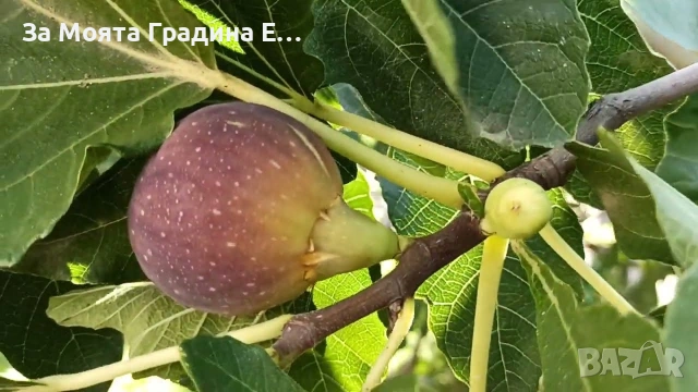 Смокиня - няколко сорта в обявата , снимка 4 - Градински цветя и растения - 53618952