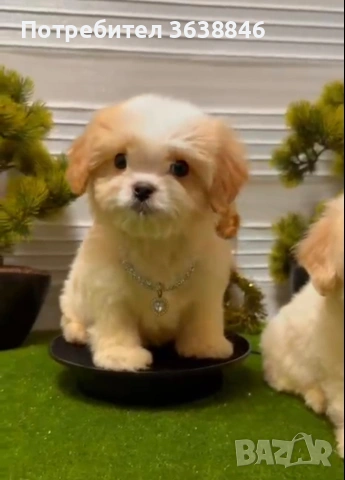 Малтипу, снимка 4 - Пудели - 53018299