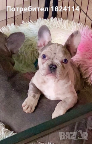 Френски булдог бебе/french bulldog