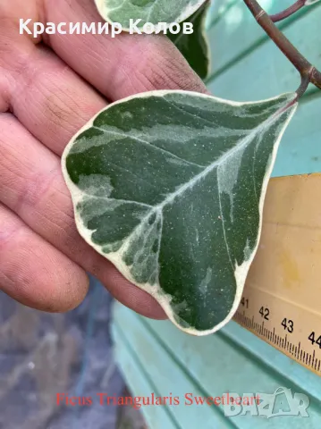 Фикуси различни видове, декоративни растения , снимка 12 - Стайни растения - 47848622