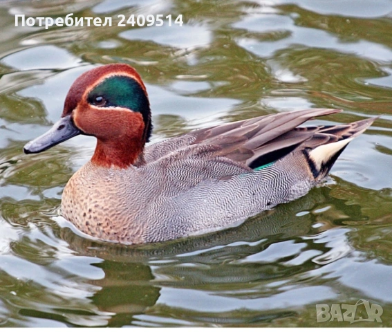 Декоративни патета