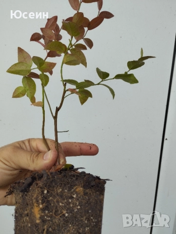 Американска боровинка , снимка 3 - Разсади - 52578002