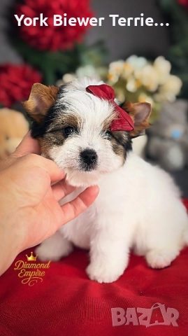 Йоркширски Териер! Страхотни бебета с родословие за деца и възрастни! 