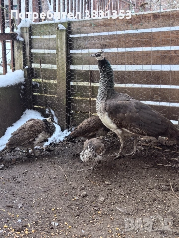 Семейство индийски пауни, снимка 7 - други­ - 53238734