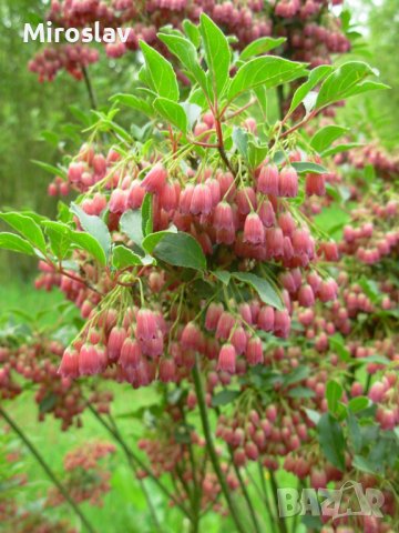 Енкиантус кампанулис/ enkianthus campanulatus, снимка 2 - Градински цветя и растения - 39927624