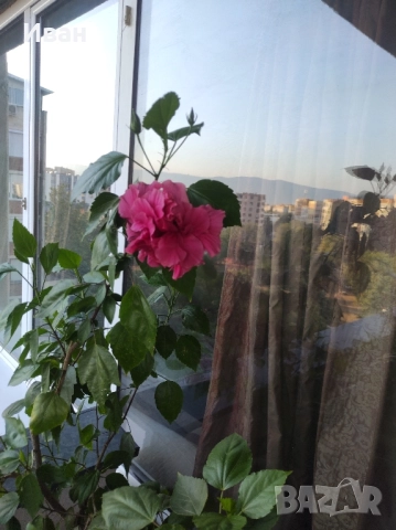  Китайска роза , снимка 2 - Стайни растения - 51599953