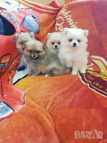 Померан померани померанчета Гр. София, снимка 8 - Померан - 53483732