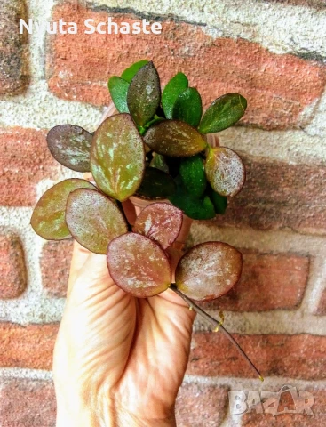 Хоя " sp. IR 26 (Irian Jaya 26) ", снимка 1