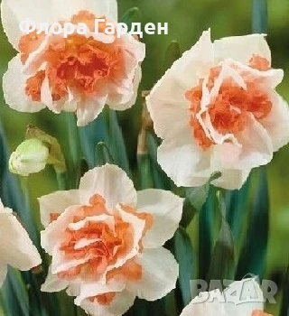 Луковици НАРЦИС, снимка 15 - Сортови семена и луковици - 46827345