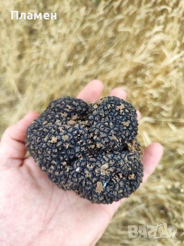 Черен пресен трюфел, снимка 8 - Други - 41320614