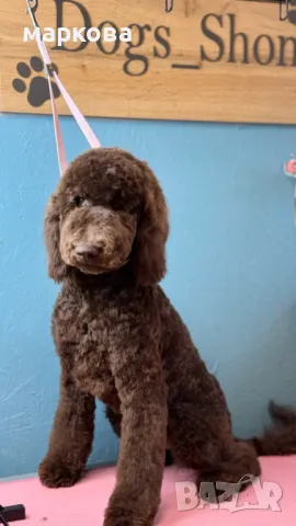 стандартен/Голям кралски/ пудел