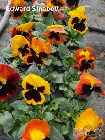 Теменужки с едри цветове