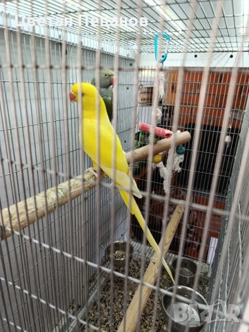 Папагали Малък Александър , снимка 1