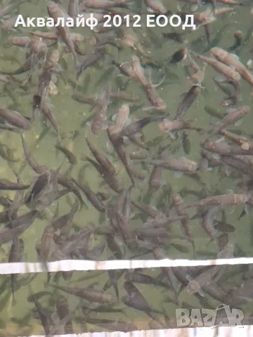 Рибки Гара руфа (Garra rufa) от ферма в България , снимка 3 - Рибки - 35875042