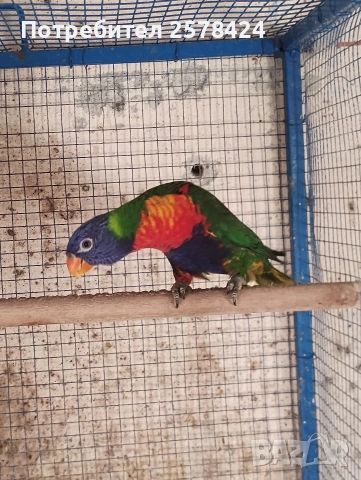 Продавам Многоцветно Лори на една година с ДНК тест за пол,папагалче то е мъжки 0879166611, снимка 4 - Папагали - 53694570