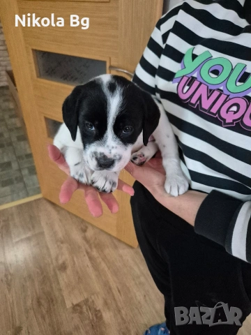 продаваме лабрадор , снимка 12 - Лабрадор ретривър - 53063685