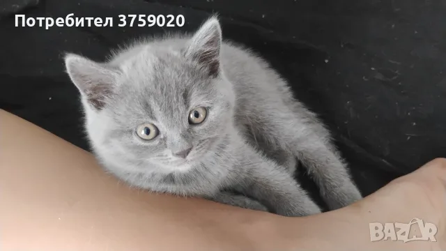 Британски късокосмести, снимка 4 - Британска късокосместа - 55778673