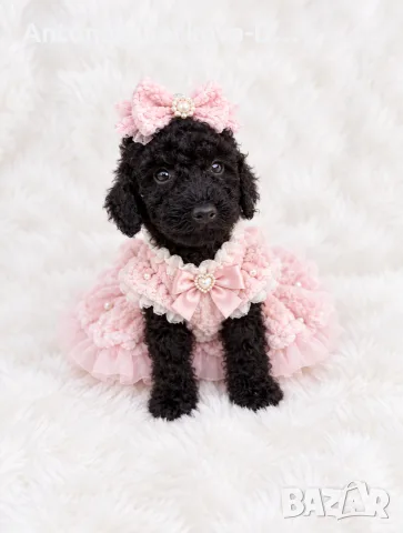 Poodle toy/Пудел Той