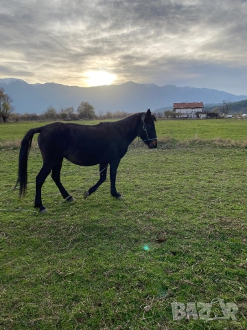 Кобила с малко конче, снимка 4 - Коне - 52208617