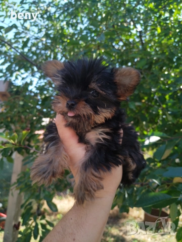 Продавам супер мини Йорки, снимка 1