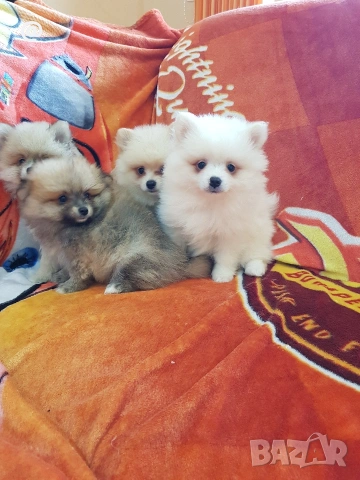 Померан померани свободни Гр. София, снимка 3 - Померан - 53483777