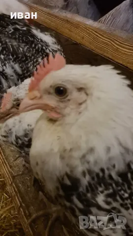 свободни петлета от бяло Брезе люпени от яйца от Франция и петлета Фризийска Чайка , снимка 4 - други­ - 45196830