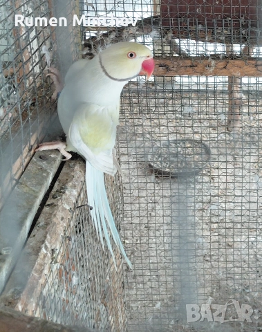 Малък Александър , снимка 2 - Папагали - 53350639