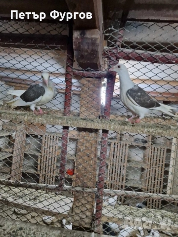 Продавам 2бр. млади    пощи, снимка 2 - Гълъби - 52654894