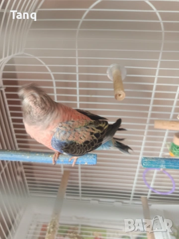 Буркова неофема , снимка 7 - Папагали - 53692104