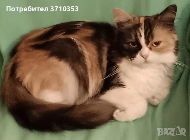 Търся персийски кавалер