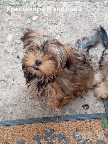 продавам 2 йоркита!.., снимка 2 - Йоркширски териер - 51533373