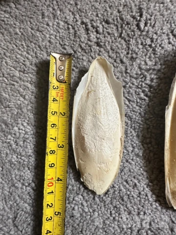 Сепийна кост , снимка 3 - За птици - 50676252