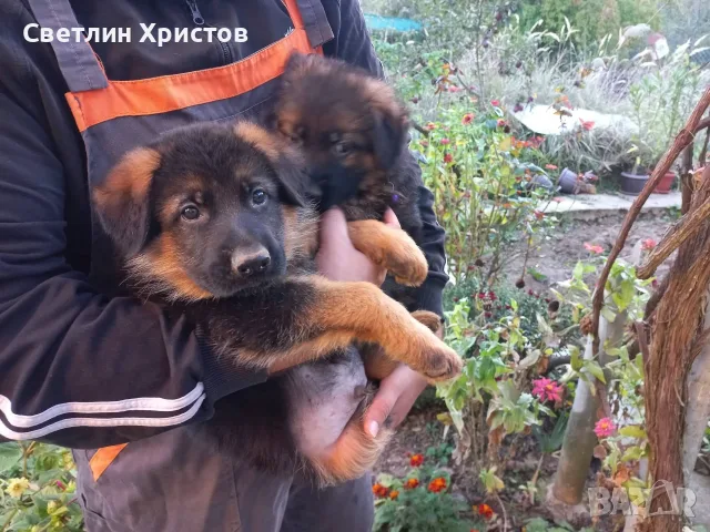 чистопородна немска овчарка, снимка 5 - Немска овчарка - 56353025