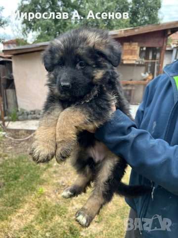 Немски Овчарки , снимка 3 - Немска овчарка - 52111989