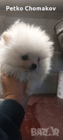 померан, снимка 10 - Померан - 53070875