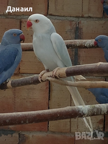 Малък Александър , снимка 7 - Папагали - 53794736